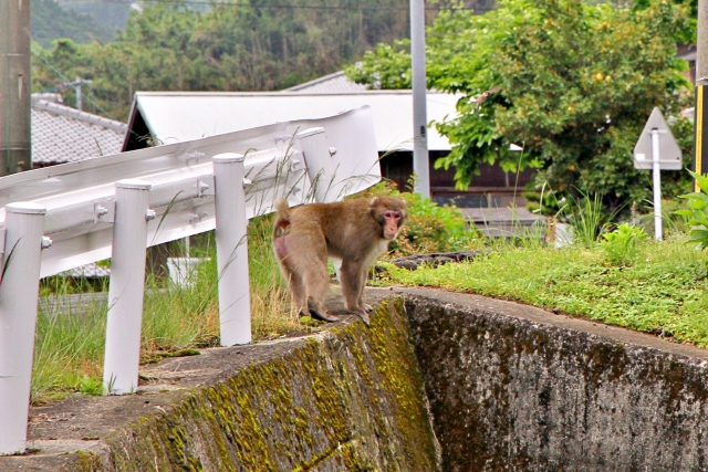 サル出没　埼玉県