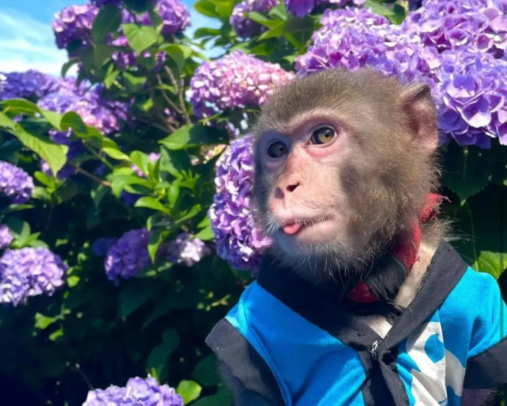 草加deフリーマーケットwithハッピーフェスティバル