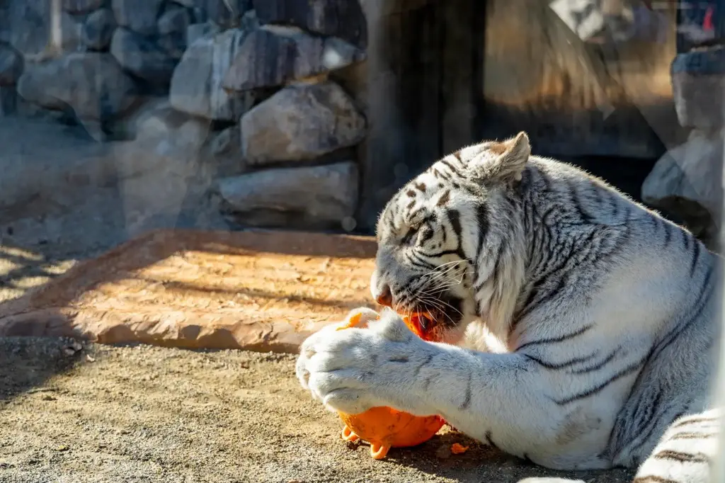 東武動物公園45周年